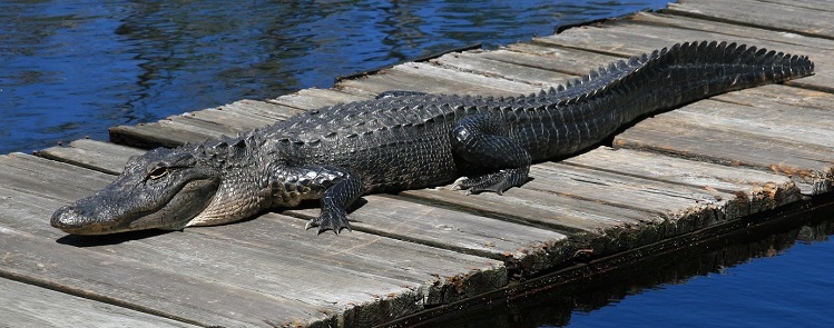 Courtesy Jeff Hall, N.C. Wildlife Resources Commission