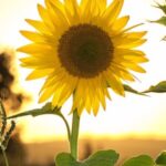 Sheridan Ellese (Miller) Schoolcraft