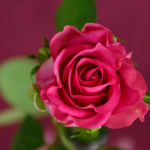 Sherry Lynn (Cashion) Bullock