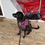 Nass' service dog, Trump, at on the porch of Gwen's Cafe in Hallsboro. (Alexandra Nass photo)