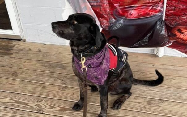 Nass' service dog, Trump, at on the porch of Gwen's Cafe in Hallsboro. (Alexandra Nass photo)