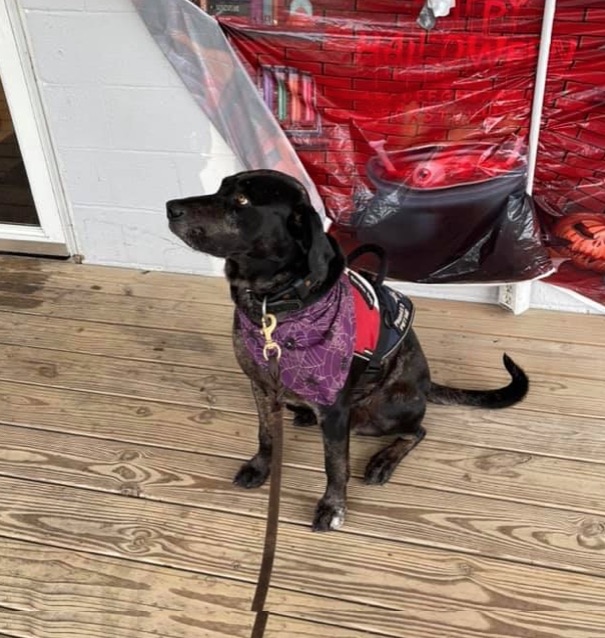 Nass' service dog, Trump, at on the porch of Gwen's Cafe in Hallsboro. (Alexandra Nass photo)
