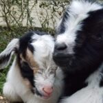 Regardless of what they grow up to smell like, baby goats have a fragrance that's almost as good as puppy breath.