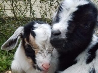 Regardless of what they grow up to smell like, baby goats have a fragrance that's almost as good as puppy breath.