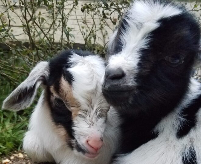 Regardless of what they grow up to smell like, baby goats have a fragrance that's almost as good as puppy breath.