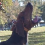 Among the upcoming events is the return of the Youth coonhound Challenge at Hallsboro.