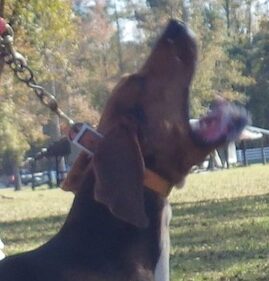 Among the upcoming events is the return of the Youth coonhound Challenge at Hallsboro.