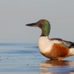 Northern Shoveler (NCWRC photo)