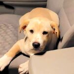 One of the rescued puppies enjoys a warm truck sea after being rescued at the Lake last week. (Submitted)