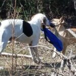 If you can't enjoy spring like a puppy, you need to rethink your priorities.