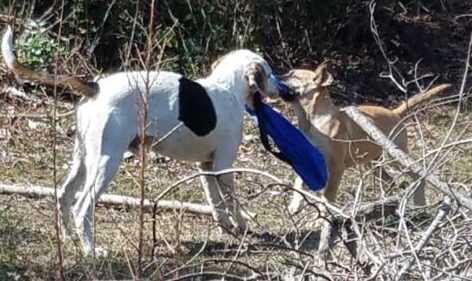 If you can't enjoy spring like a puppy, you need to rethink your priorities.