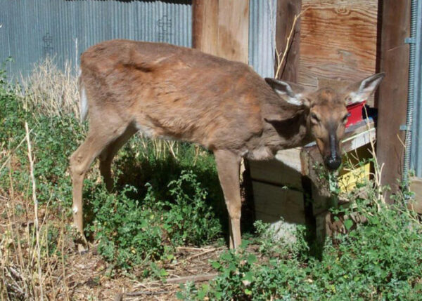 CWD deer
