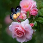 Shelia Y. (McPherson) Ward