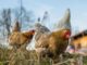Backyard poultry flocks are especially susceptible to HPAI. (NCDA photo)