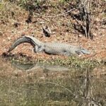Warmer weather is bringing out the alligators -- and gator photographers -- at Lake Waccamaw. This one drew a number of admirers near Dale's Seafood this week.