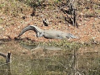 Warmer weather is bringing out the alligators -- and gator photographers -- at Lake Waccamaw. This one drew a number of admirers near Dale's Seafood this week.