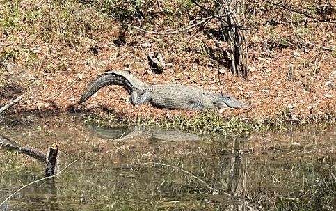 Warmer weather is bringing out the alligators -- and gator photographers -- at Lake Waccamaw. This one drew a number of admirers near Dale's Seafood this week.