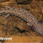 Mudpuppies, water dogs, snot otters -- whatever you call the huge salamander, the Wildlife Commission wants to know if you're seen one. (WRC photo)