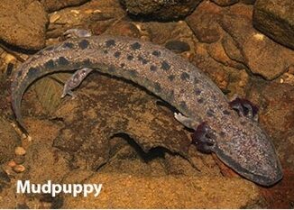 Mudpuppies, water dogs, snot otters -- whatever you call the huge salamander, the Wildlife Commission wants to know if you're seen one. (WRC photo)