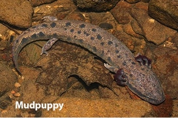Mudpuppies, water dogs, snot otters -- whatever you call the huge salamander, the Wildlife Commission wants to know if you're seen one. (WRC photo)