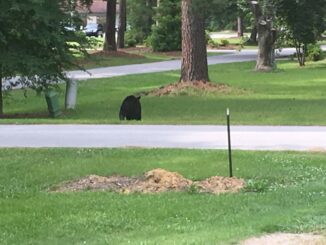 Lake Waccamaw is a popular place for bears who just happen to wander through the area. This photo was taken in 2018 by Lake Waccamaw Police. (Submitted)