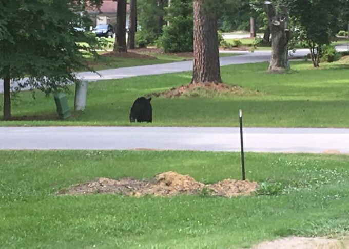 Lake Waccamaw is a popular place for bears who just happen to wander through the area. This photo was taken in 2018 by Lake Waccamaw Police. (Submitted)