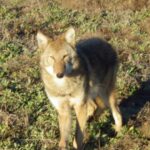 Coyote sightings are more common in late spring.