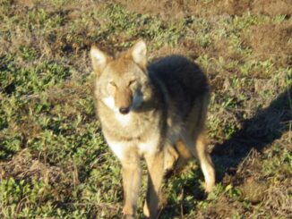 Coyote sightings are more common in late spring.