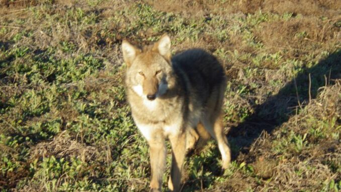 Coyote sightings are more common in late spring.