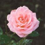 Dorothy Elizabeth (Lynn) Smithers