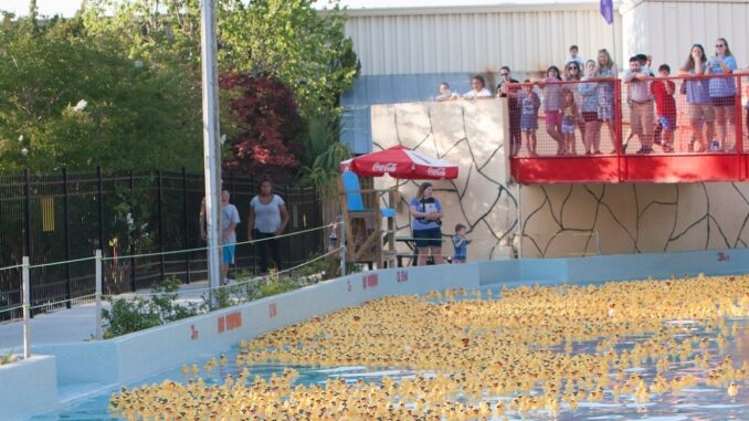 This year marks the return of the Duck Derby supporting Coastal Horizons' support programs. (Submitted)