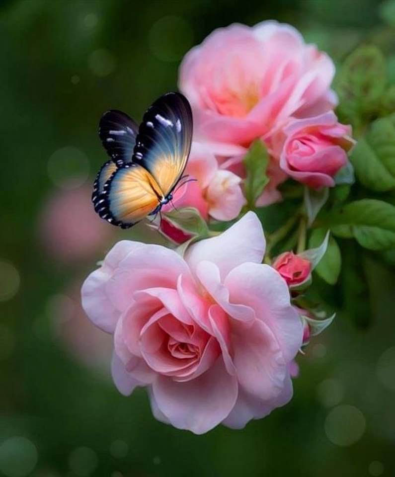 Dorcas "Dot" Johnson