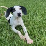 Columbus Animal Protective Services needs adopters for loving pets like this little fellow. (APS photo)