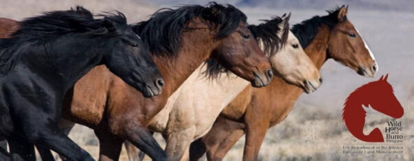 BLM horses