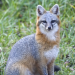 Gray foxes are one of the top rabies vectors in the state. (WRC Photo)
