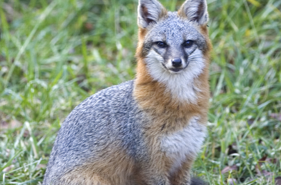 Gray foxes are one of the top rabies vectors in the state. (WRC Photo)