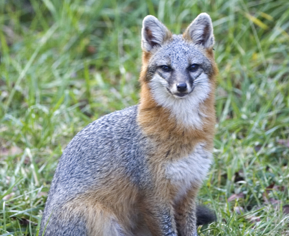 Gray foxes are one of the top rabies vectors in the state. (WRC Photo)