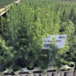 tree seedlings forestry