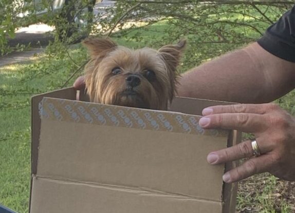 Gus will soon be back with his family in Nebraska, after being stollen and brought toN Hallsboro.