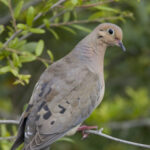 Mourning dove (NCWRC photo)