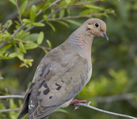 Mourning dove (NCWRC photo)
