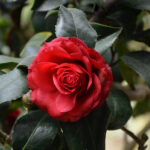 Robin (Williamson) Fort