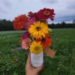 Zinnas at Galloway Farm