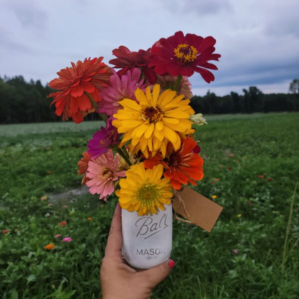 Zinnas at Galloway Farm