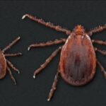 Asian Longhorn ticks (Courtesy SC)