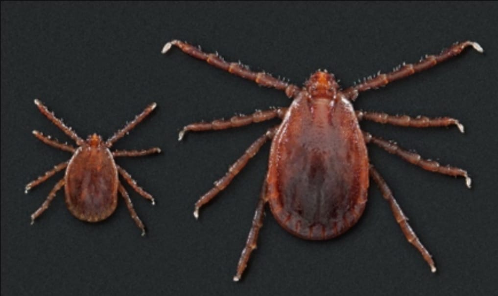Asian Longhorn ticks (Courtesy SC)