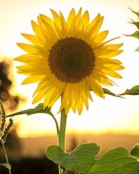 sunflower-11271741920