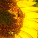 Sunflowers are just one of the thousands of plants that require pollination from bees. (file)