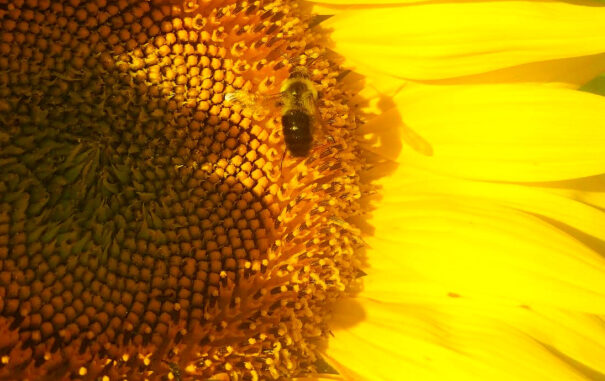 Sunflowers are just one of the thousands of plants that require pollination from bees. (file)