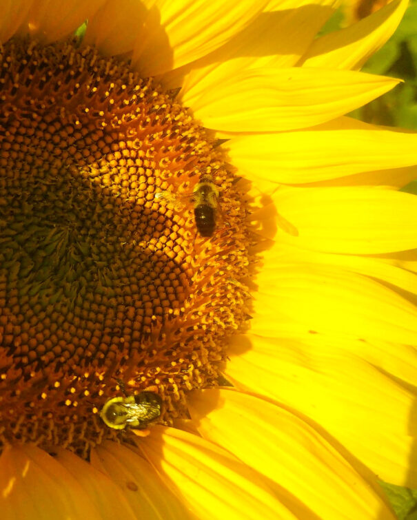 Sunflowers are just one of the thousands of plants that require pollination from bees. (file)